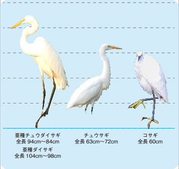 ペーストした画像 350x330.jpg?